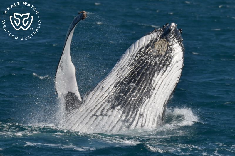 Whale Watch Western Australia