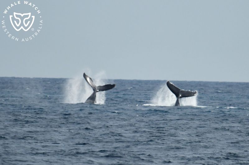 Whale Watch Western Australia