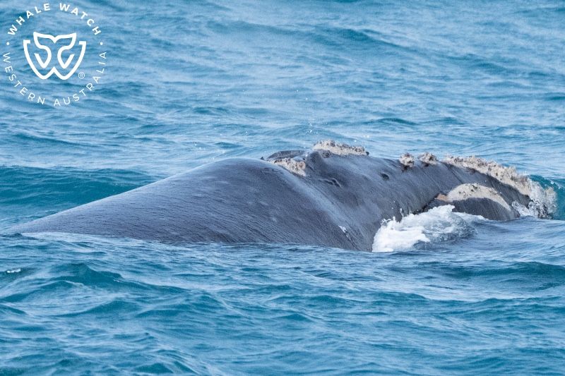 Whale Watch Western Australia