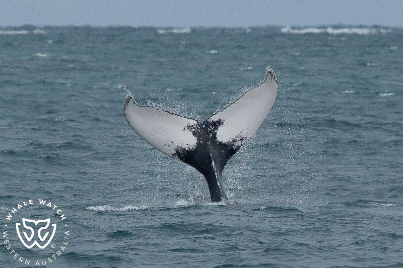 Whale Watch Western Australia