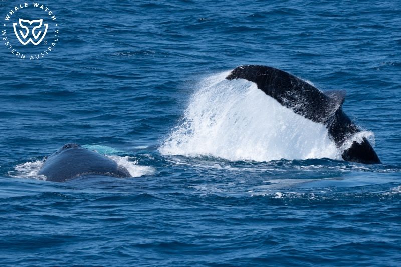 Whale Watch Western Australia
