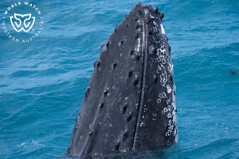 Whale Watch Western Australia