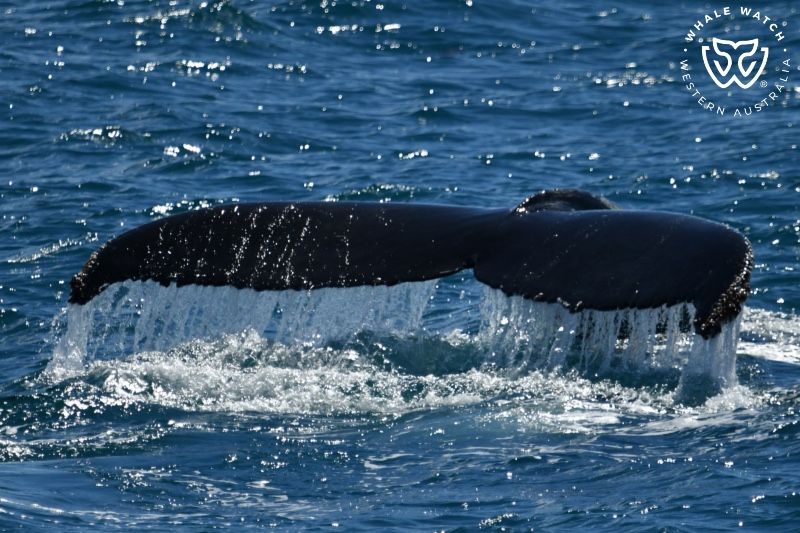 Whale Watch Western Australia