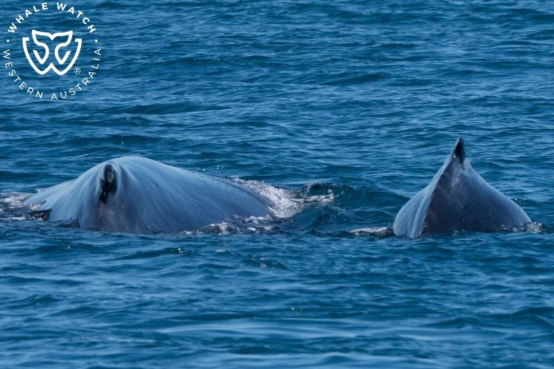 Whale Watch Western Australia
