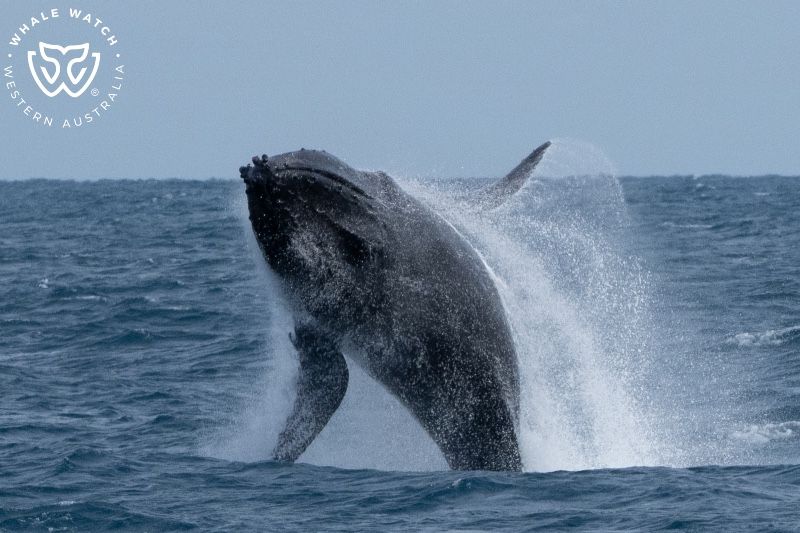 Whale Watch Western Australia