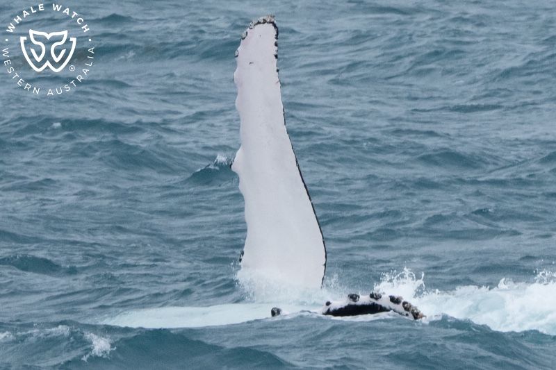 Whale Watch Western Australia