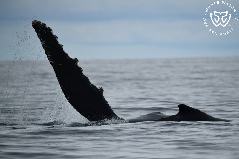 Whale Watch Western Australia