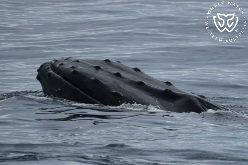Whale Watch Western Australia