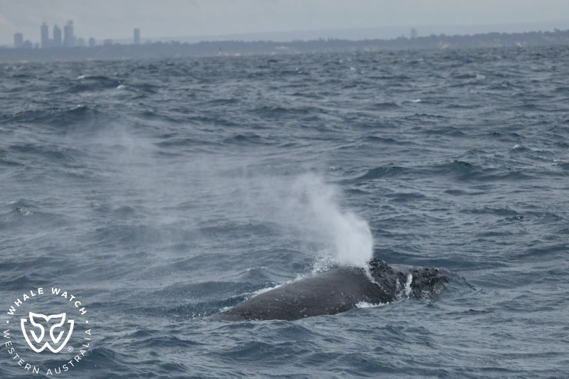 Whale Watch Western Australia