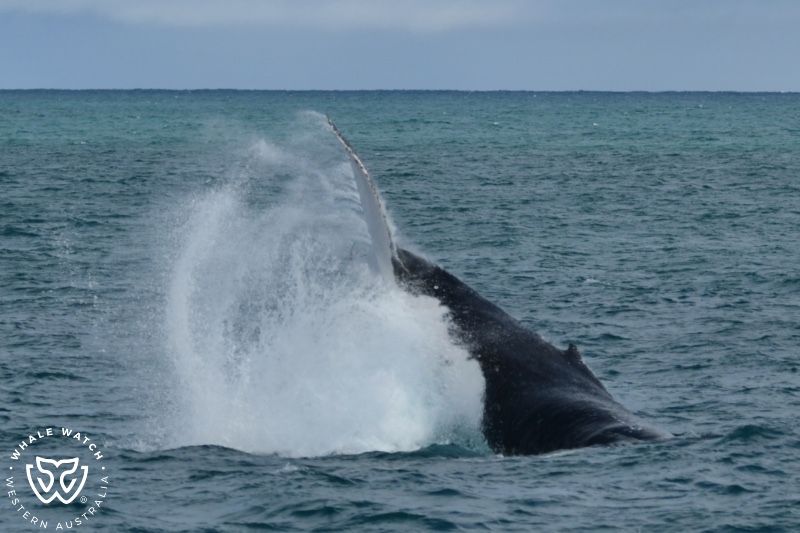 Whale Watch Western Australia