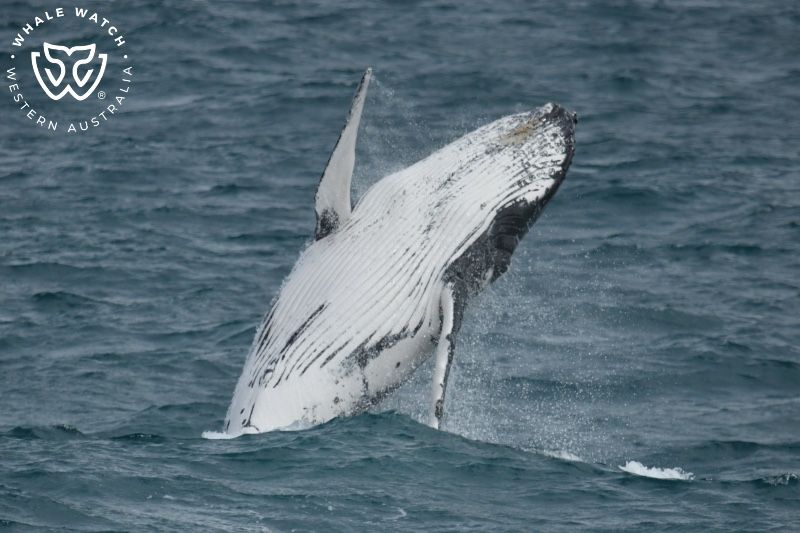 Whale Watch Western Australia