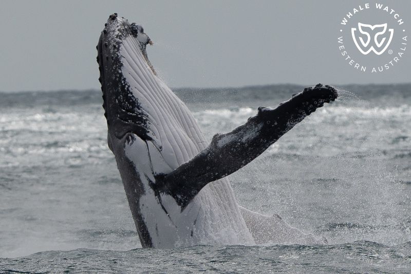 Whale Watch Western Australia