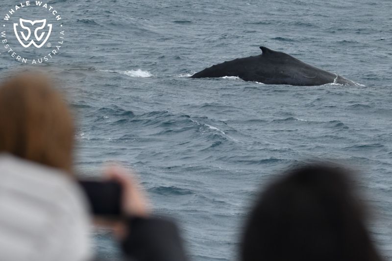 Whale Watch Western Australia