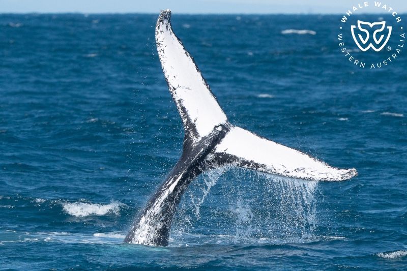Whale Watch Western Australia