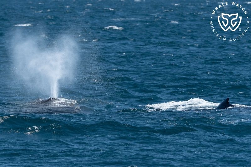 Whale Watch Western Australia