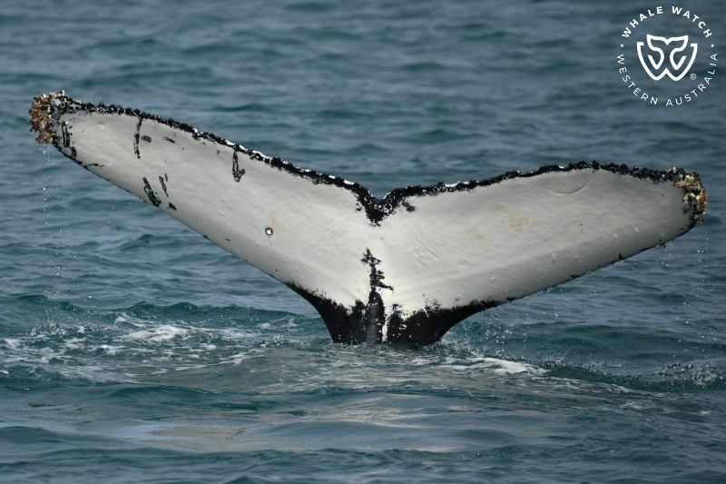 Whale Watch Western Australia