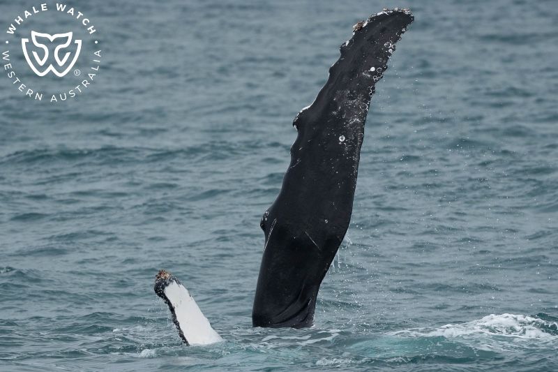 Whale Watch Western Australia