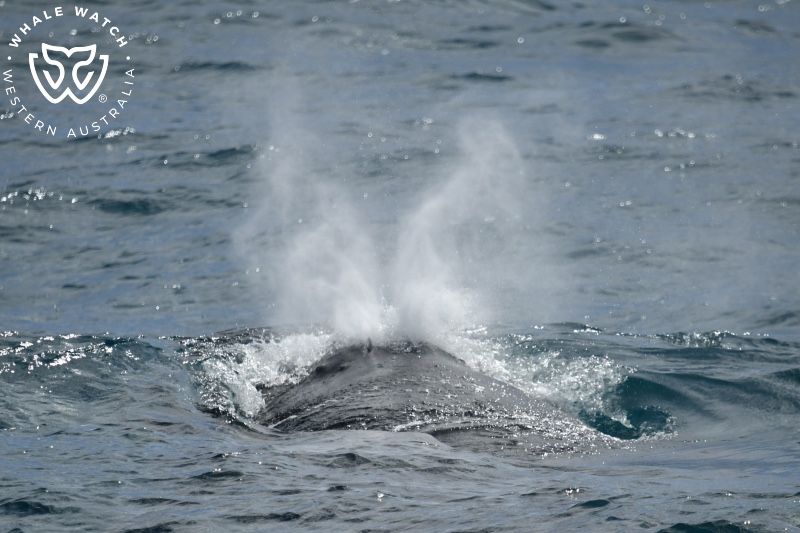 Whale Watch Western Australia