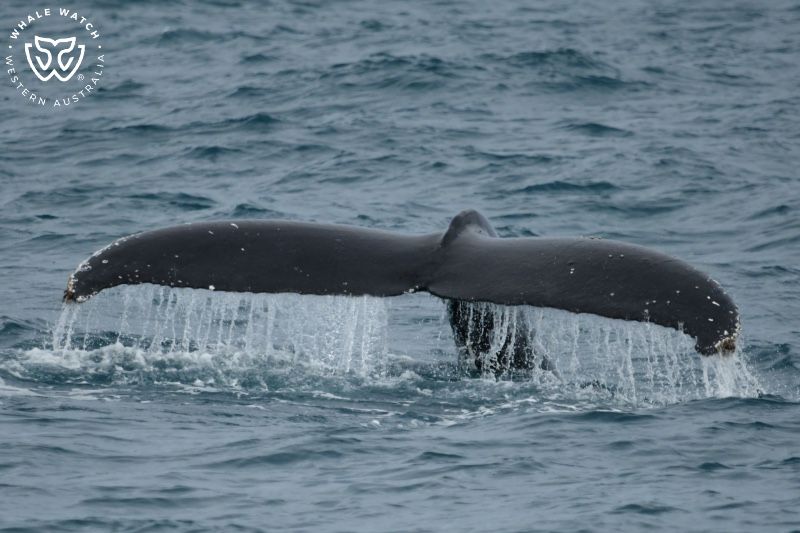 Whale Watch Western Australia