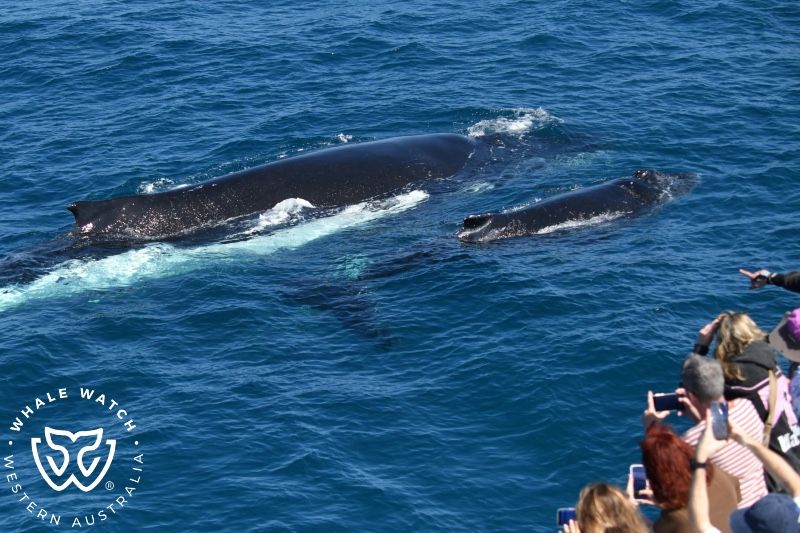 Whale Watch Western Australia