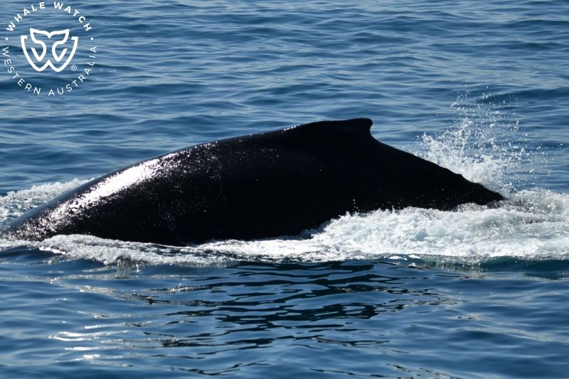 Whale Watch Western Australia