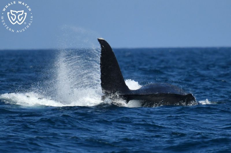 Whale Watch Western Australia