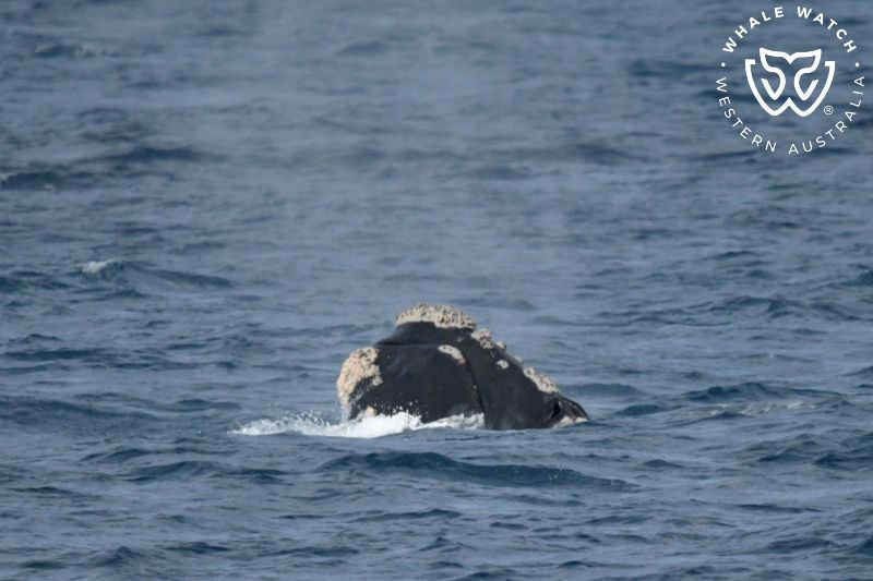 Whale Watch Western Australia