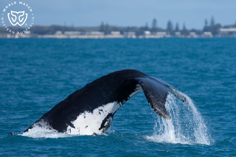 Whale Watch Western Australia