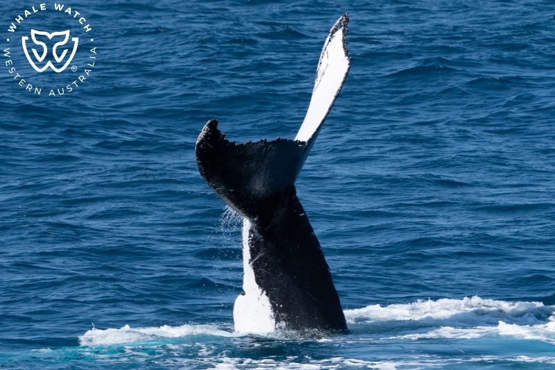Whale Watch Western Australia
