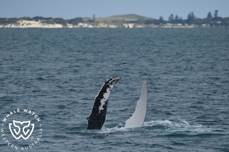 Whale Watch Western Australia
