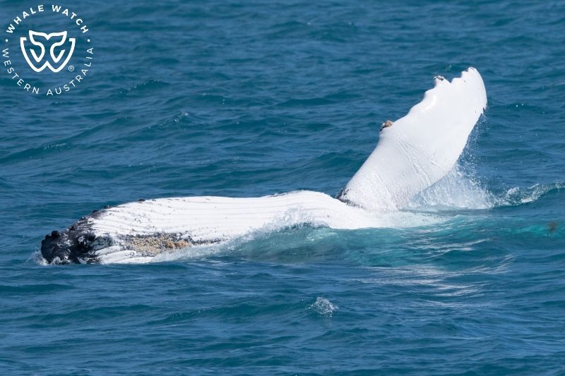 Whale Watch Western Australia