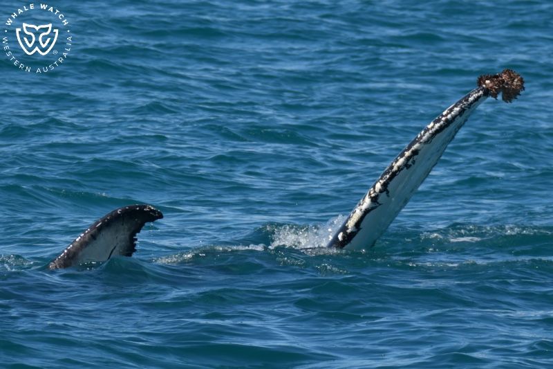Whale Watch Western Australia