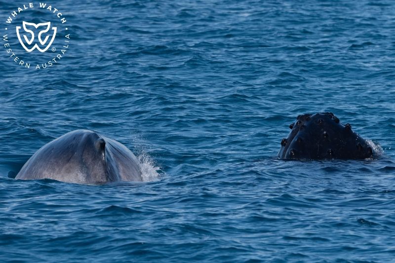 Whale Watch Western Australia