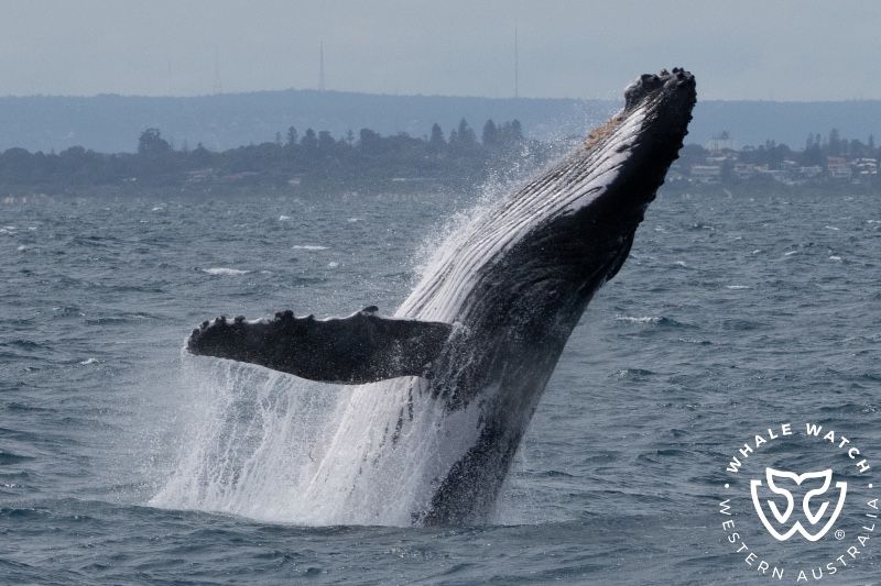 Whale Watch Western Australia