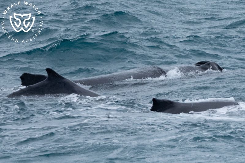 Whale Watch Western Australia
