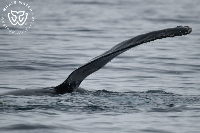 Whale Watch Western Australia
