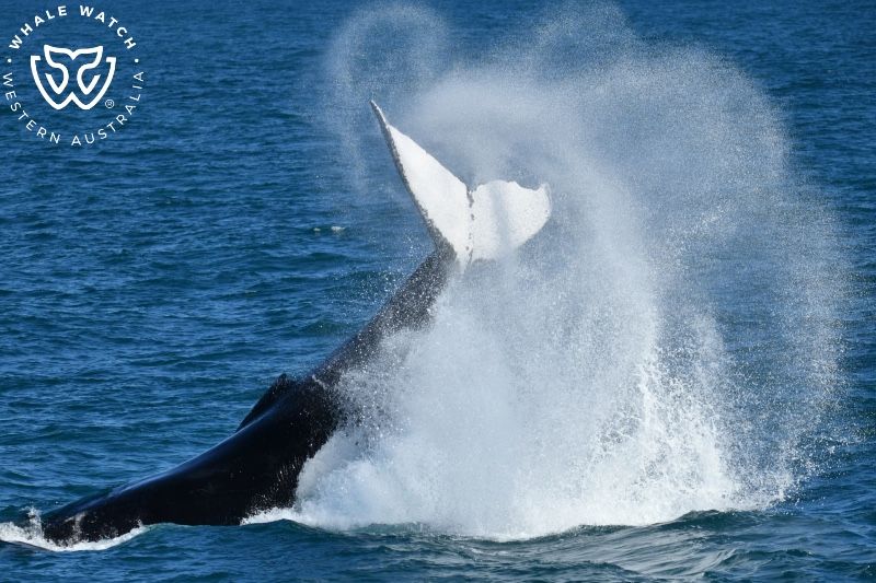 Whale Watch Western Australia