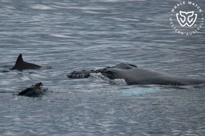Whale Watch Western Australia