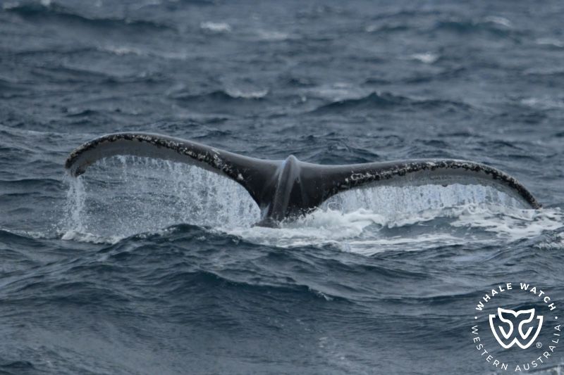 Whale Watch Western Australia