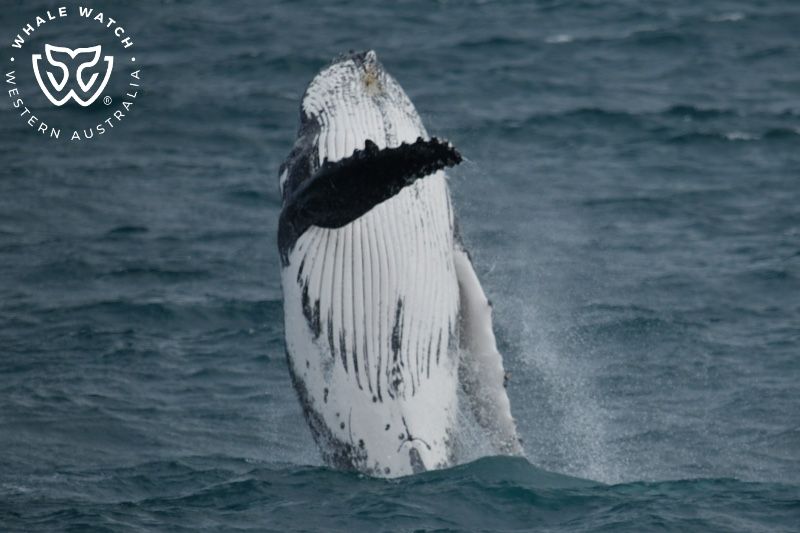 Whale Watch Western Australia