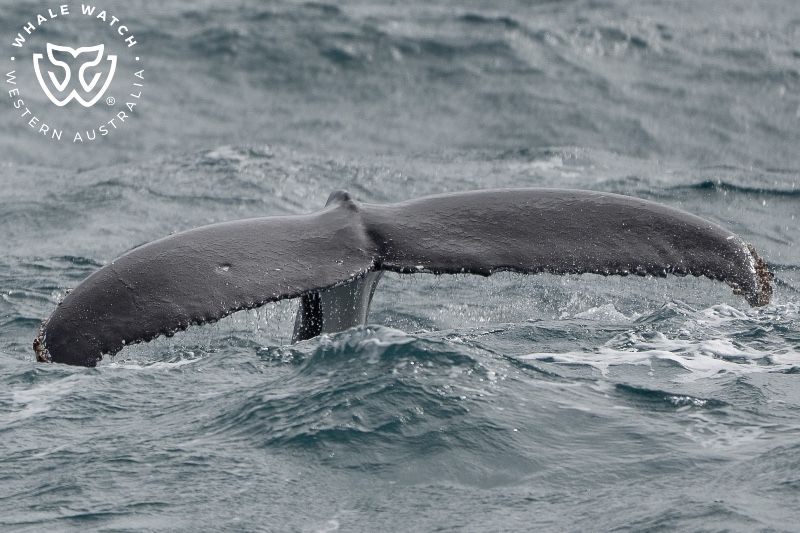 Whale Watch Western Australia