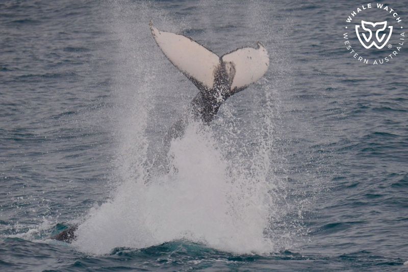Whale Watch Western Australia