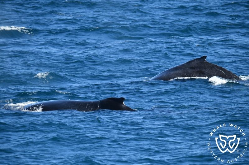 Whale Watch Western Australia