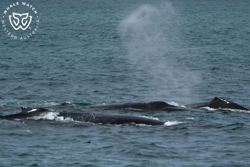 Whale Watch Western Australia