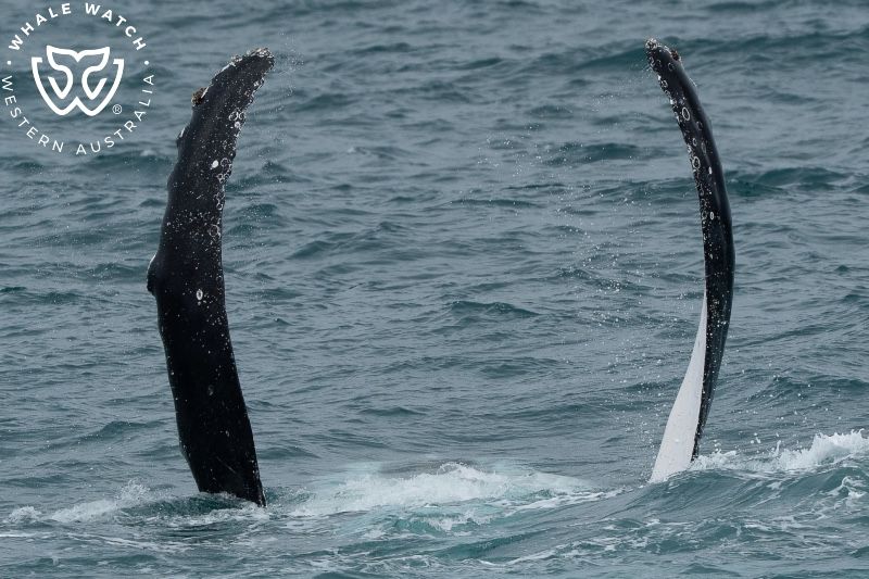 Whale Watch Western Australia