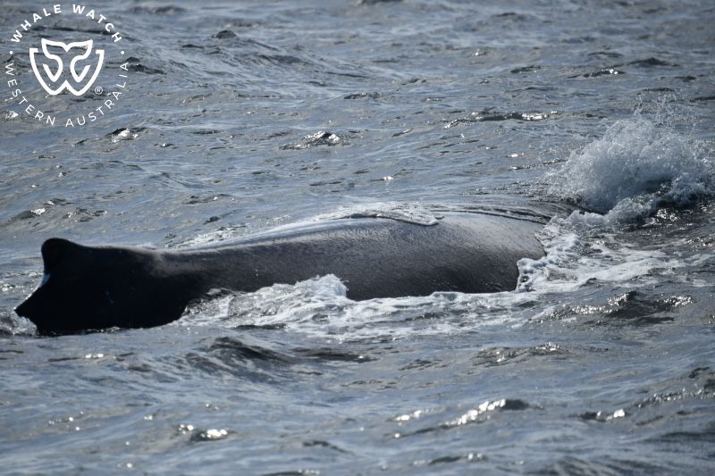 Whale Watch Western Australia