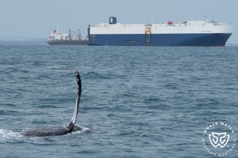 Whale Watch Western Australia
