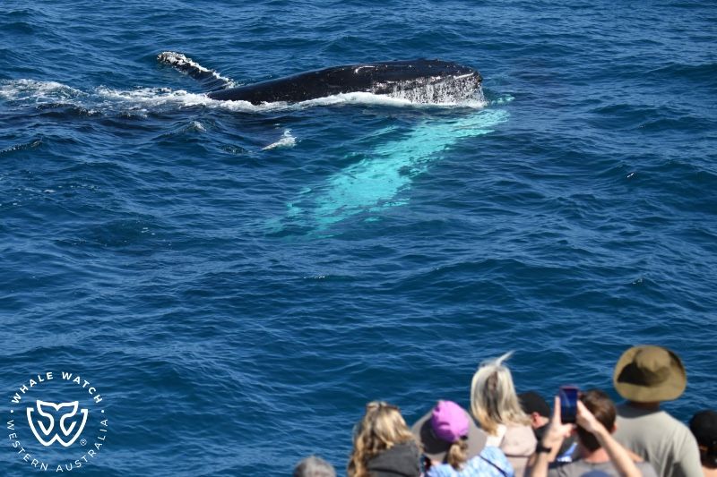 Whale Watch Western Australia