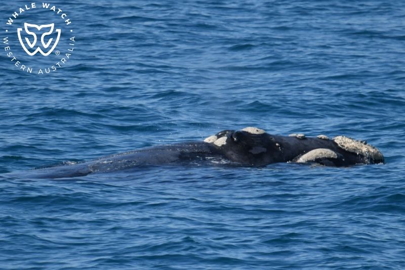 Whale Watch Western Australia