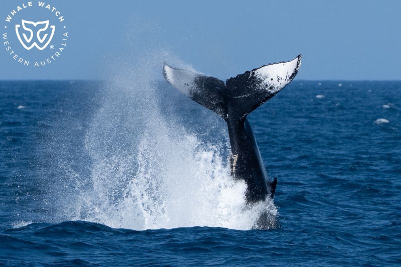 Whale Watch Western Australia